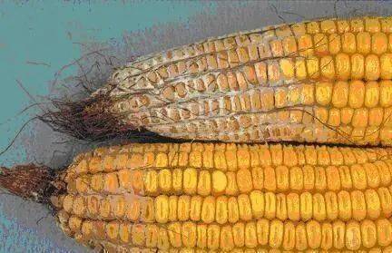 玉米要想产量高品质好,穗腐病防治要做好!