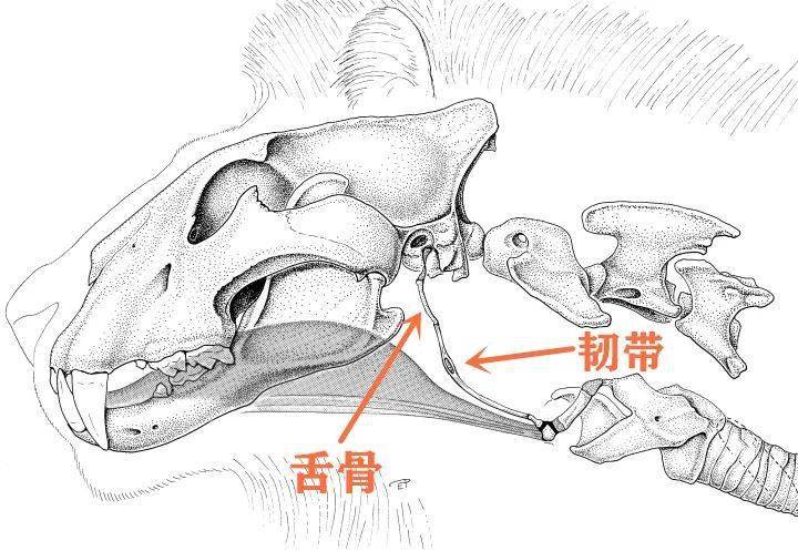 狮子的舌骨构造相反,猎豹的舌骨是完全骨化的,坚硬且不灵活,声带又不