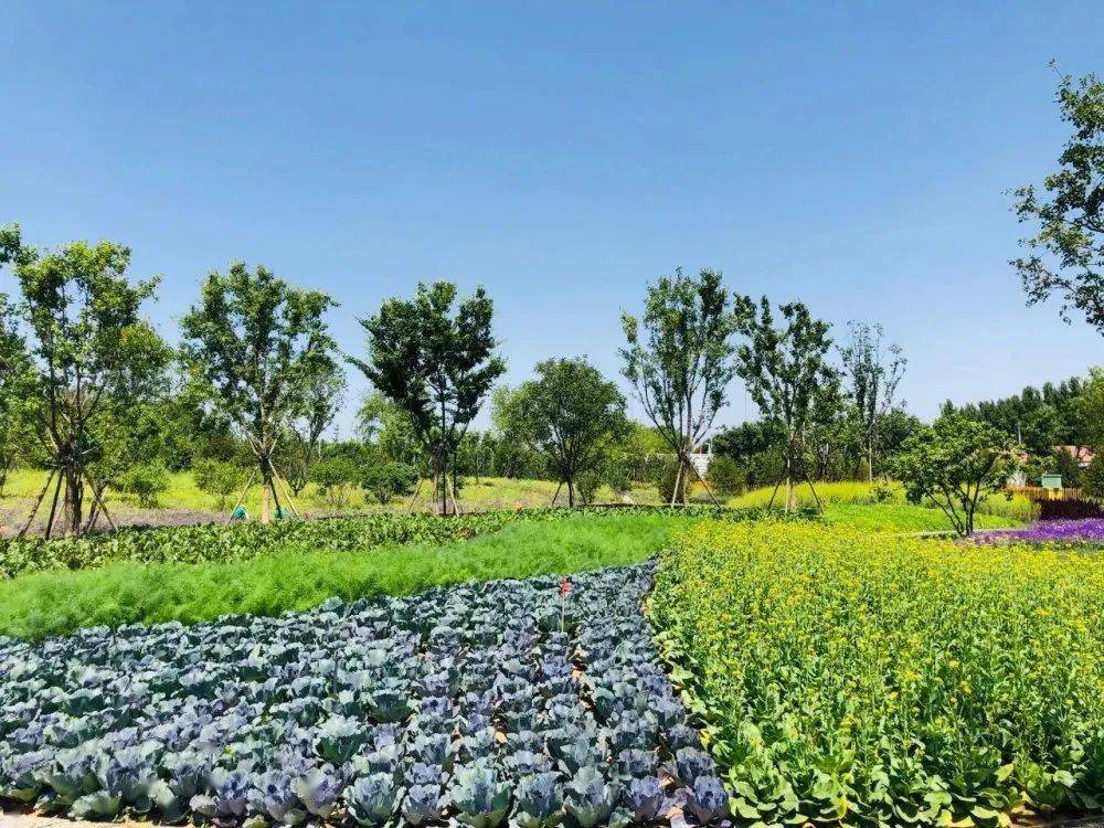 走进海绵城市里的生态花园,看植物之美铺展在眼前 | 青禾旅读
