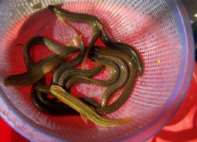 这些鱼都在山溪中,在农村才能吃到这些鱼!_泥鳅