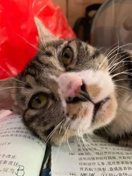 它推下去了自从那天我说它像苏大强之后,它就整天这样一副鬼脸看着我