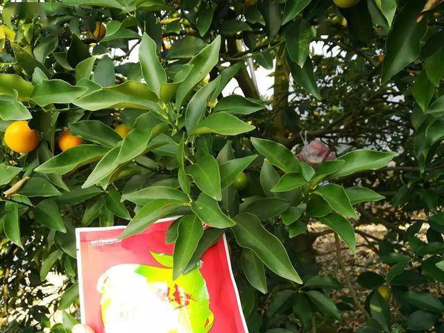 「柑橘·优品」芳甸红魅:促进叶绿素合成,加快糖分向果实转运