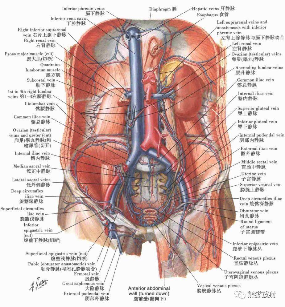 腹部解剖图高清图片
