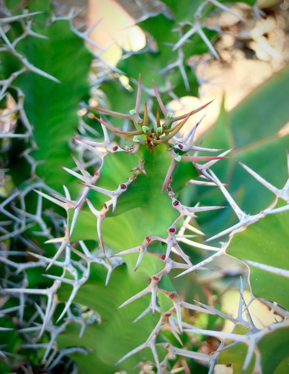 肉友镜头下的外国多肉:也许这就是野生和家养的区别所在