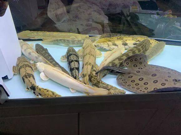 欣赏| 大佬级别的肉食性猛鱼混养,场面壮观!