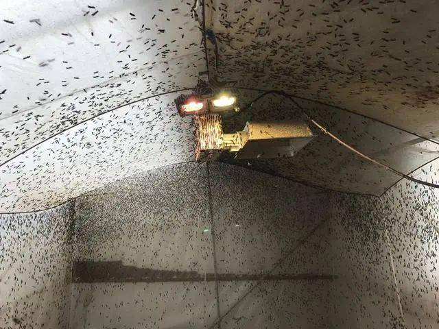 为什么黑水虻养殖一定要选用虻虫小太阳补光