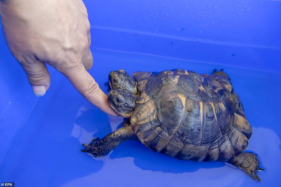 世界最年长双头龟迎来23岁!日内瓦自然历史博物馆镇馆之宝