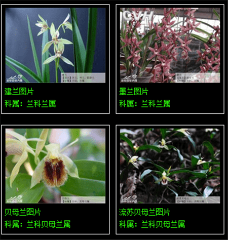 兰花的种类 名字图片