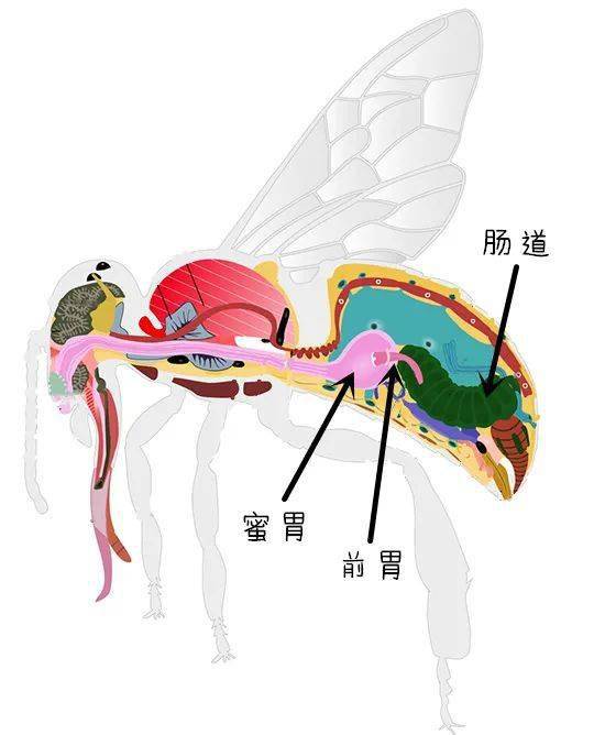 本质上讲蜜蜂是台烘干机