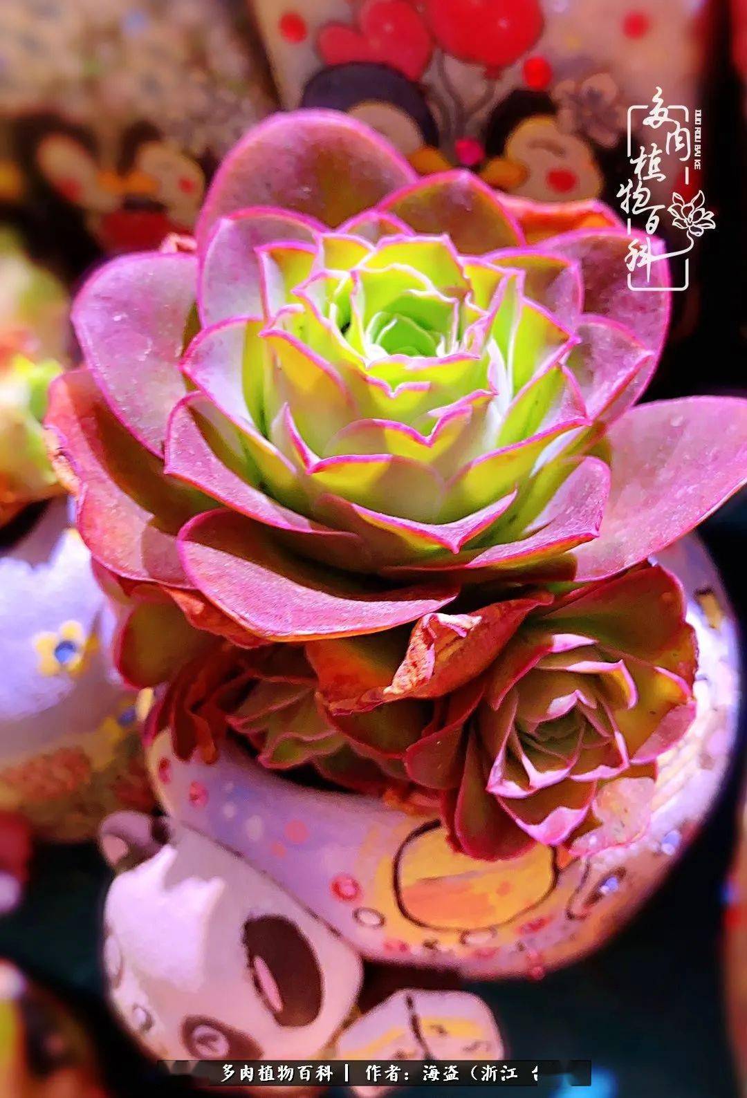 浅述多肉玫瑰补光灯"灯"养模式的可行性!