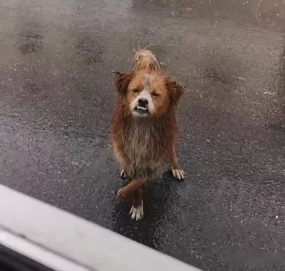 下雨天,流浪狗狗敲车门,狗狗:好心人,我想有个家