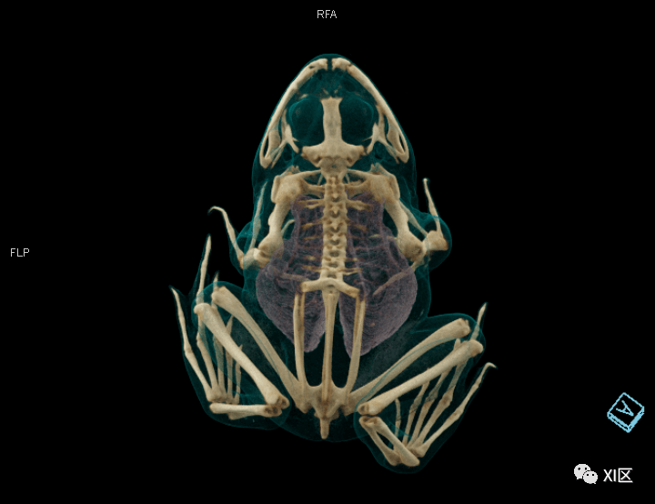 毒青蛙骨头图片