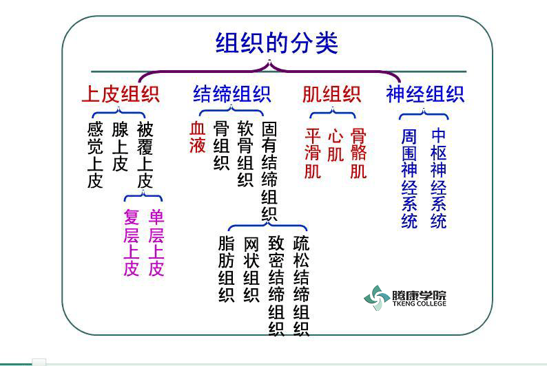 筋膜点疗法人体基本组织