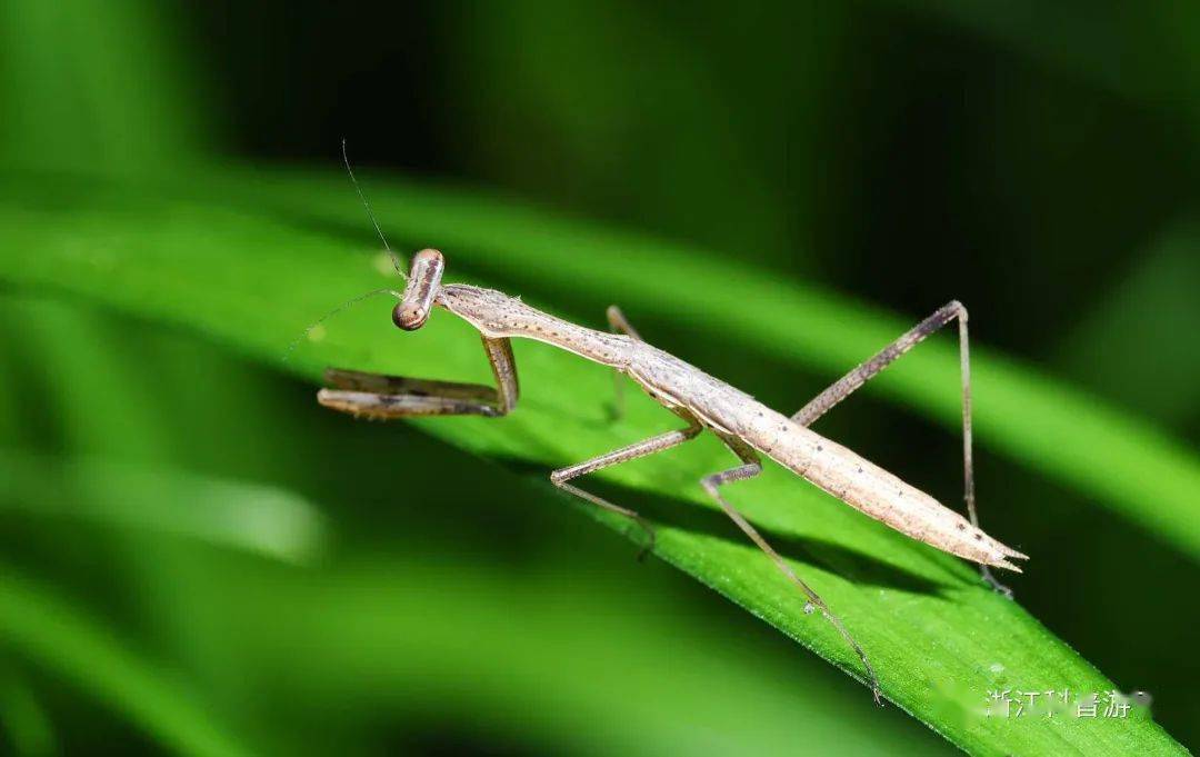 2020暑假福利79夜探杭州花圃童年夏夜有蛙鸣虫趣相伴