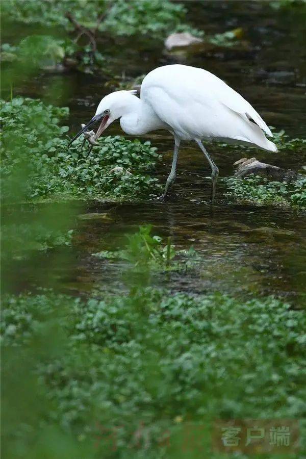 渚清沙白鹭飞回