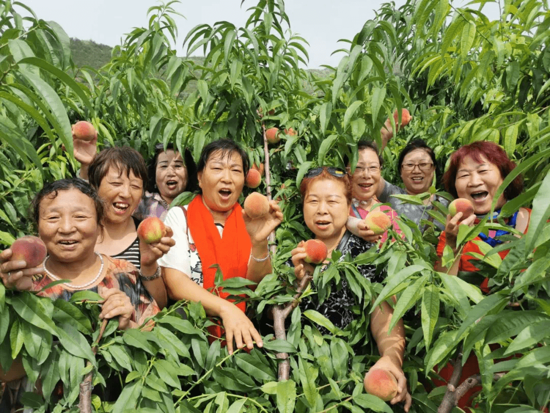 張家口橋東區:久保桃笑迎八方客