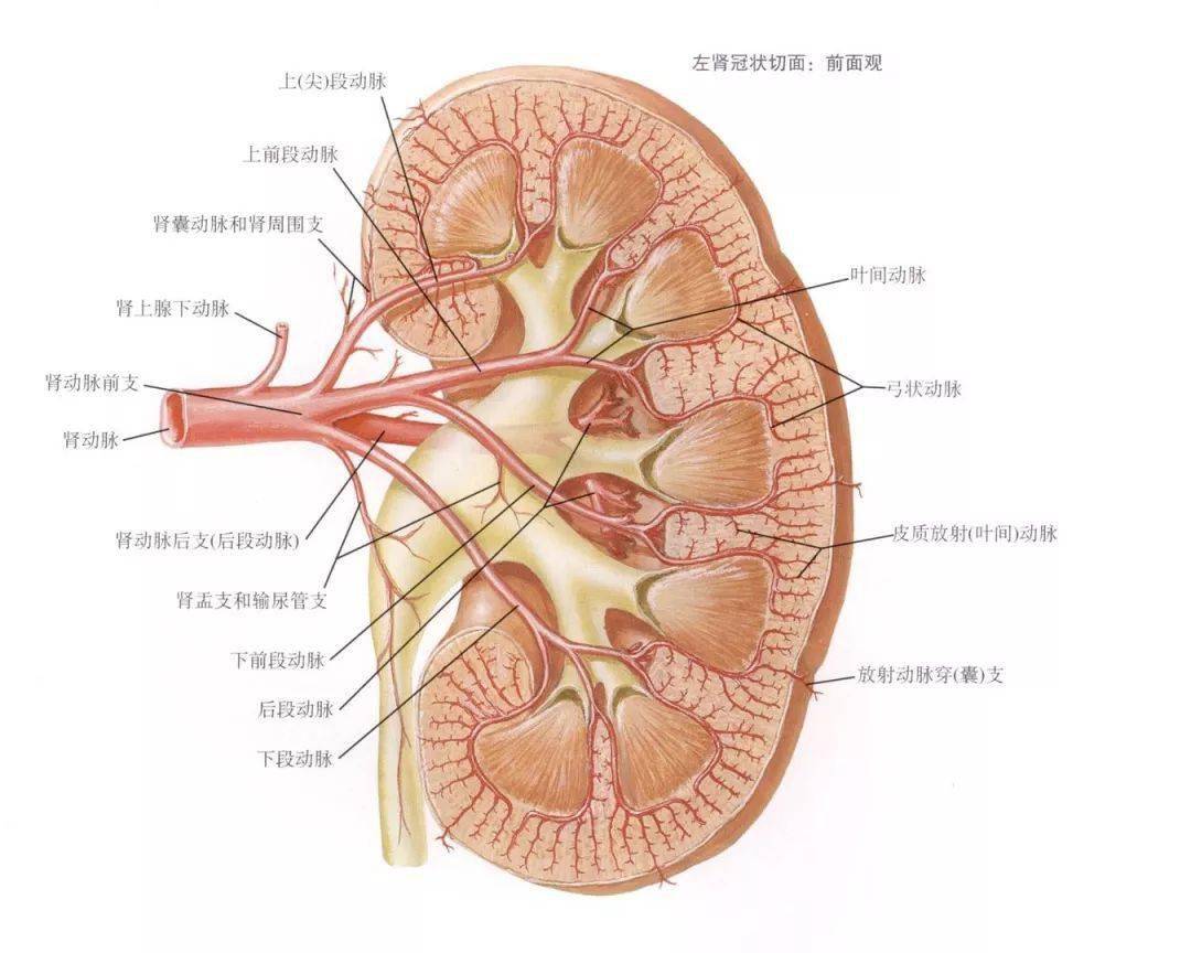 一文搞定肾脏解剖与生理