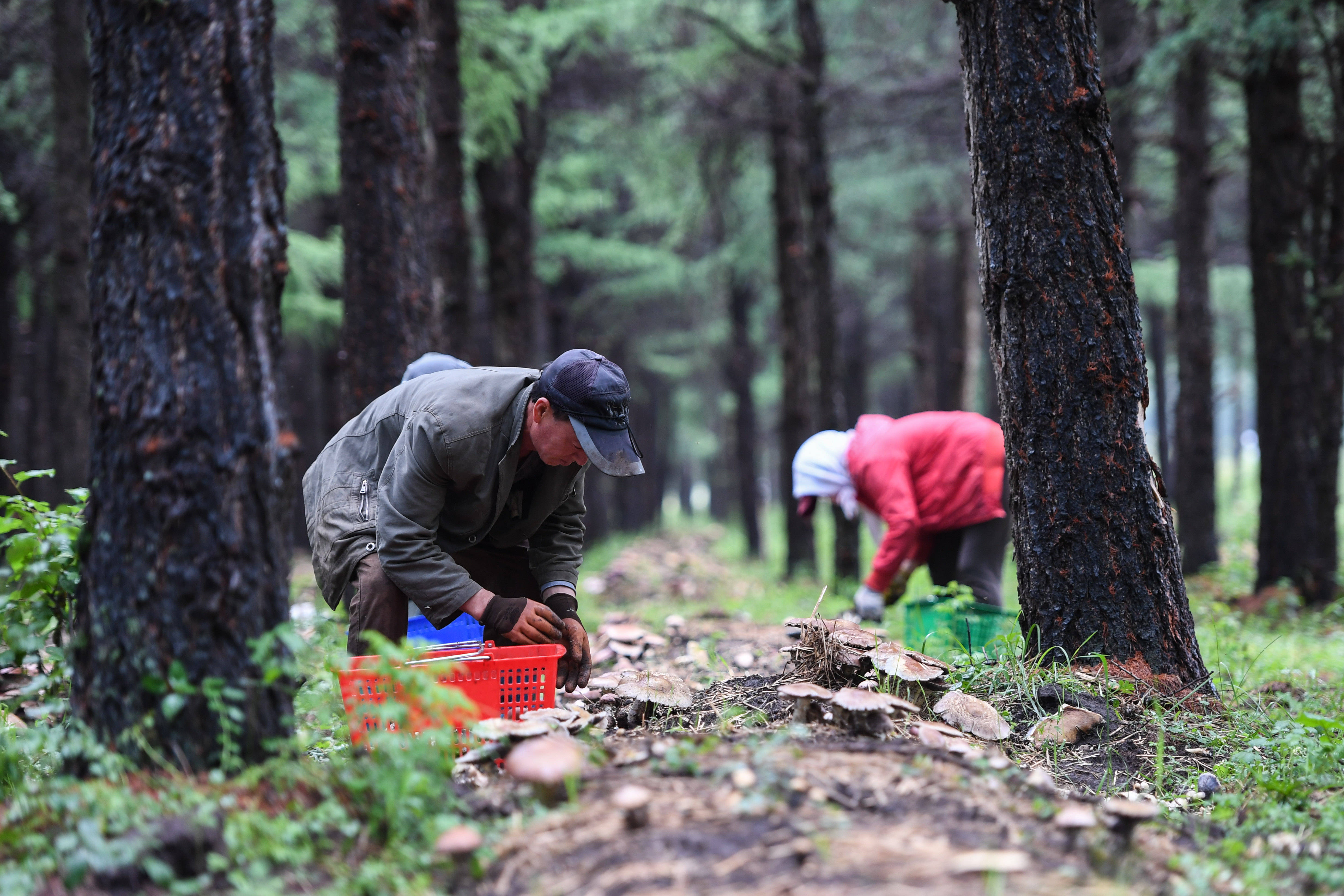 这是当地林场与青岛农业大学于2018年起开始合作的食用菌林下种植试验