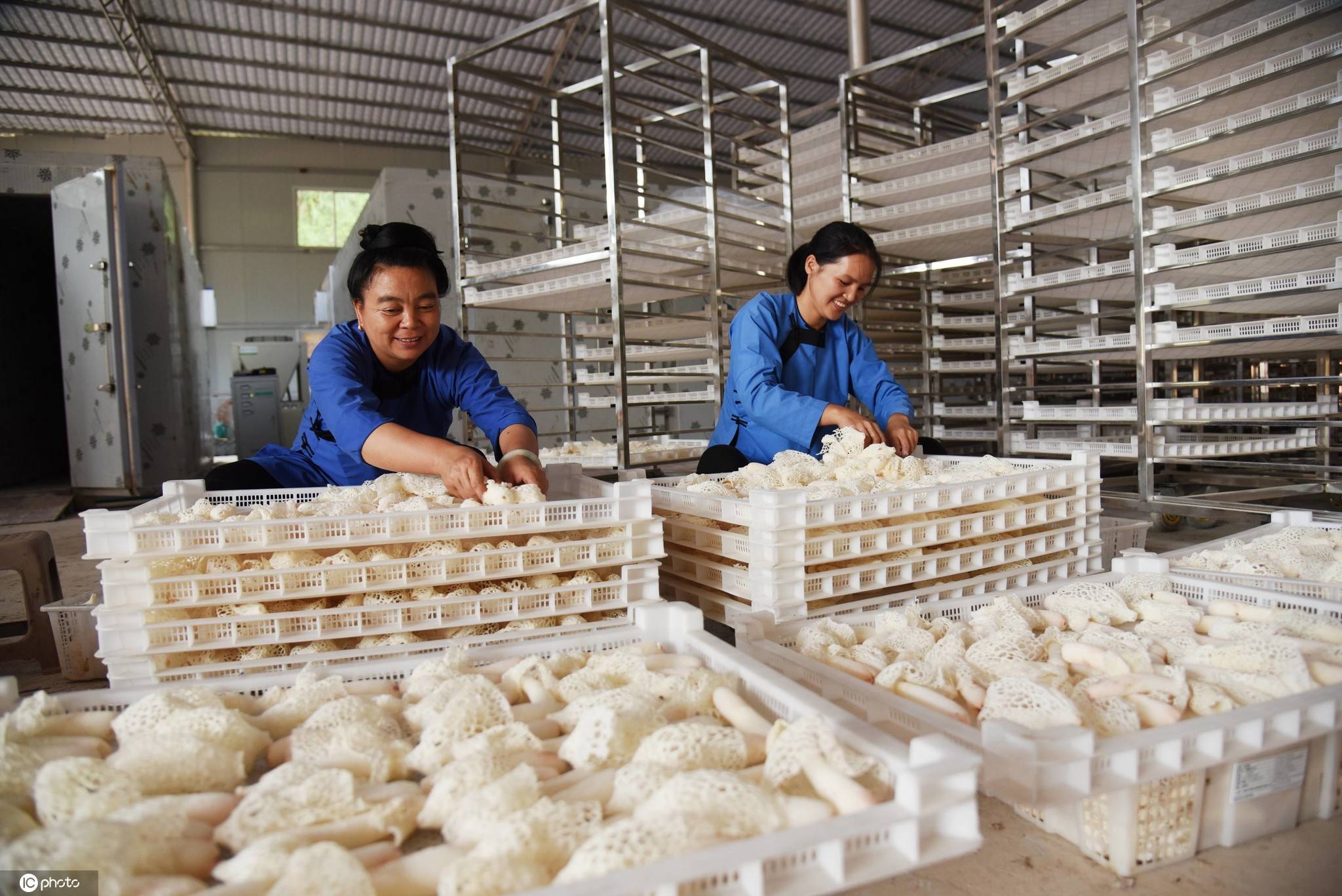 贵州榕江:竹荪丰收上市