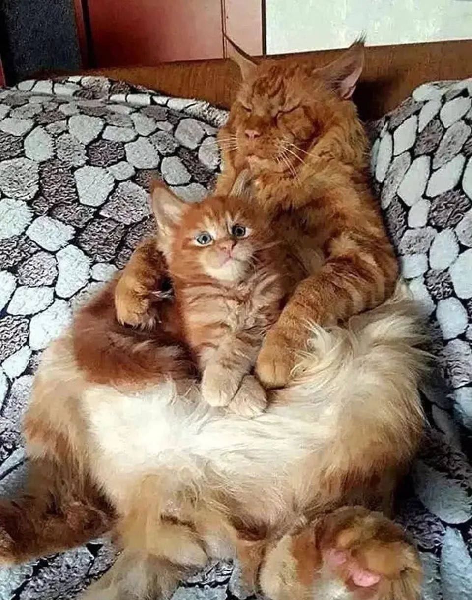 主人抱回小奶猫,橘猫见后将它抱在怀里,网友:已鉴定是私生子!
