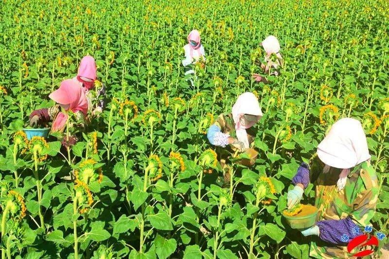 【乡村振兴专栏】临泽县新华镇:特色种植绽放致富花