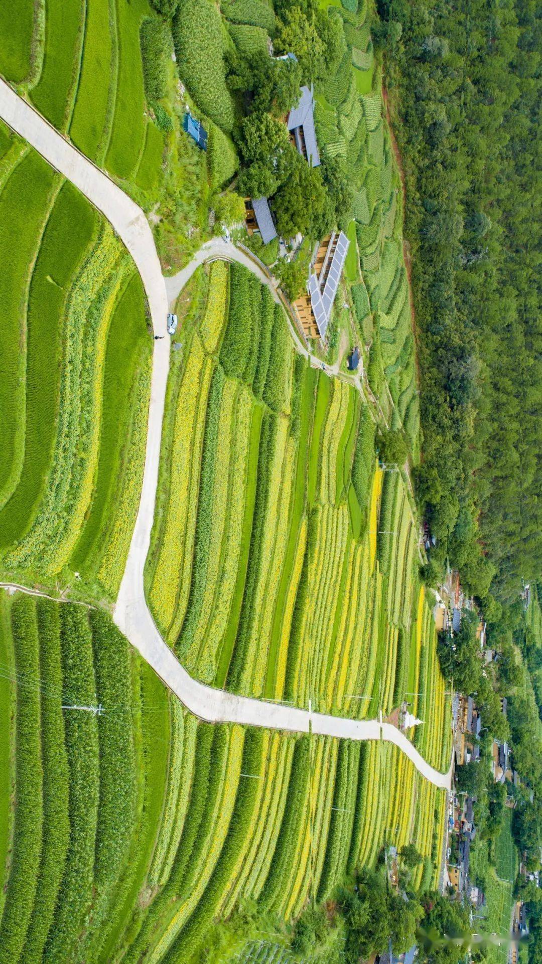日观花海夜追星辰,现在去维西塔城景最美!_金丝猴