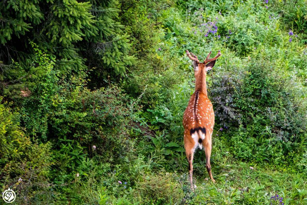 深山中的群鹿是会发光的精灵