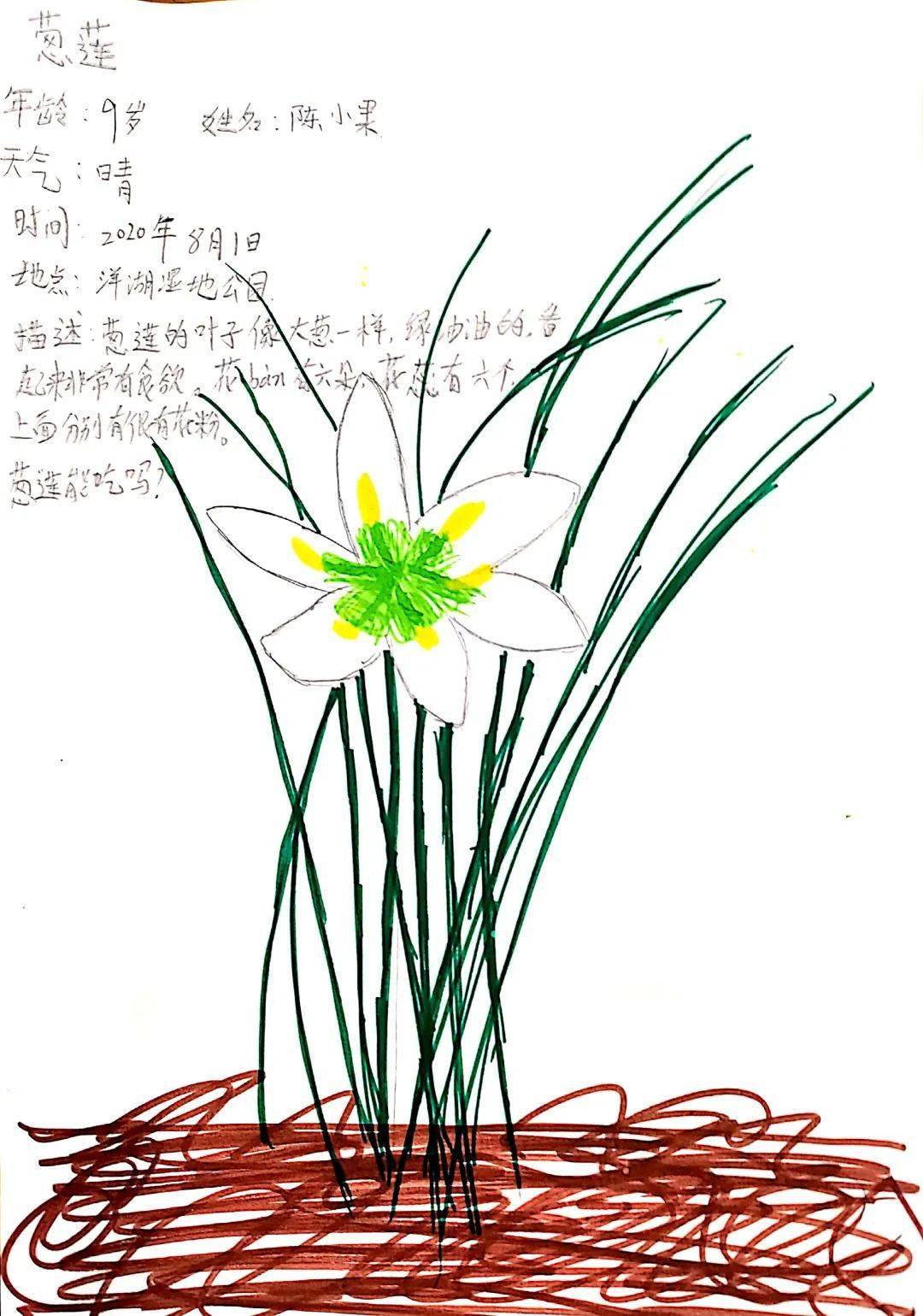 陈小果的这幅自然笔记《葱莲》非常详细的画出了葱莲花瓣,花药以及