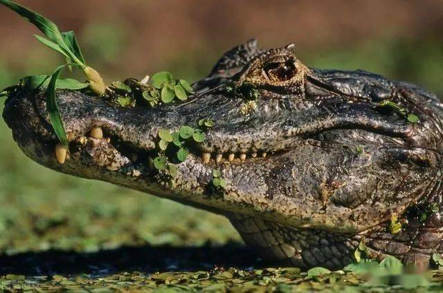 亚马逊河流顶级掠食者之一凯门鳄,也是亚马逊河最怂的掠食者