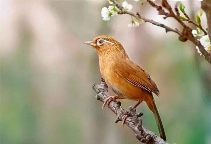 鸟友汇广式画眉唱鸟饲养浅谈