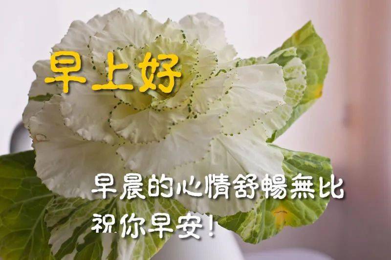 特别漂亮的早上好温馨祝福朋友暖心问候图片 早上好问候温暖祝福图片