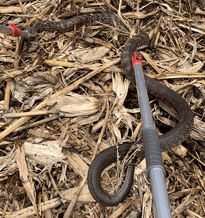 宣威一村民家中出现一条18米长的大麻蛇重达6斤