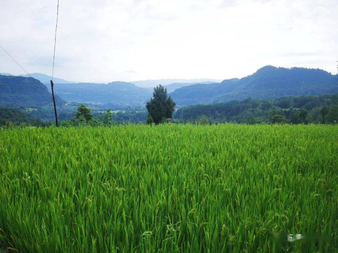 美翻啦!万源这个地方的雨后美景,自带"滤镜"效果
