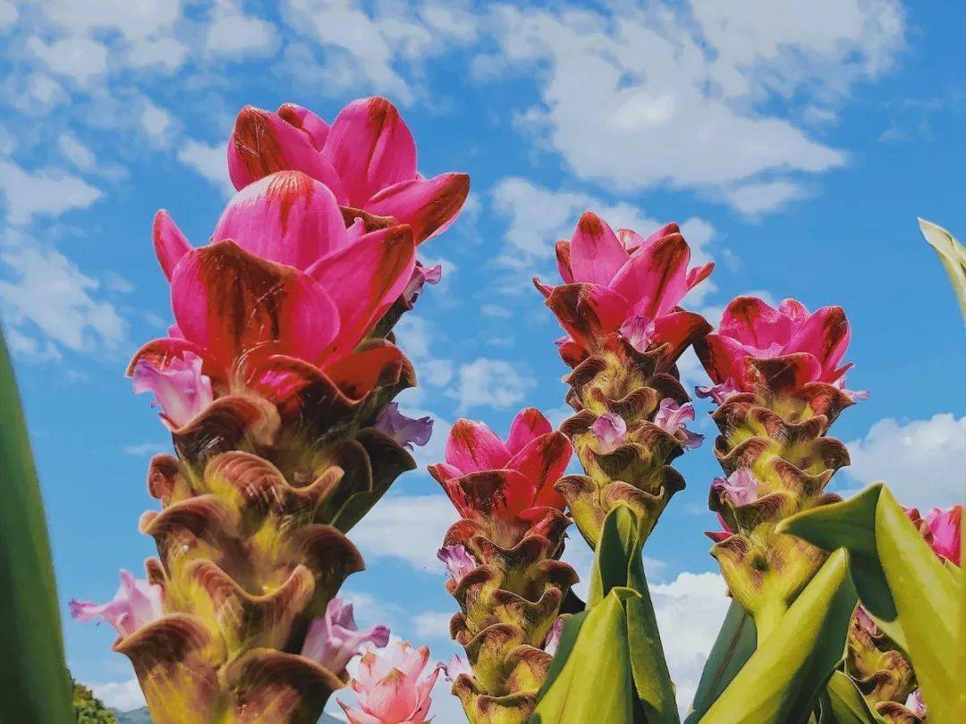 百亩姜荷花震撼怒放!万寿岩下竟然藏着一片花海