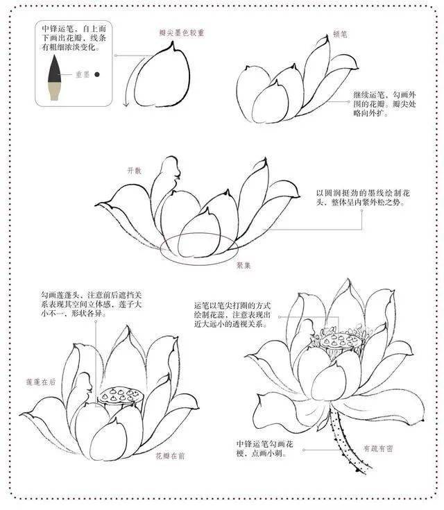 【國畫教程】零基礎,分步驟講解荷花的畫法