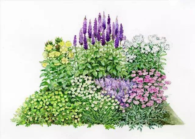 101款手绘花园院子植物小景