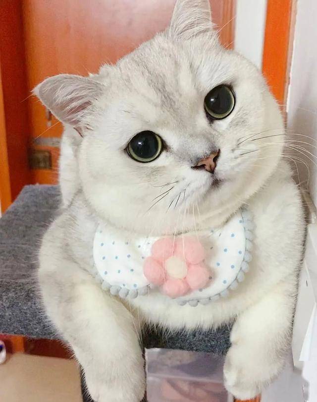 给主人做各种美食,有一位这样的猫主子,真的实名羡慕了~猫王叫做长安