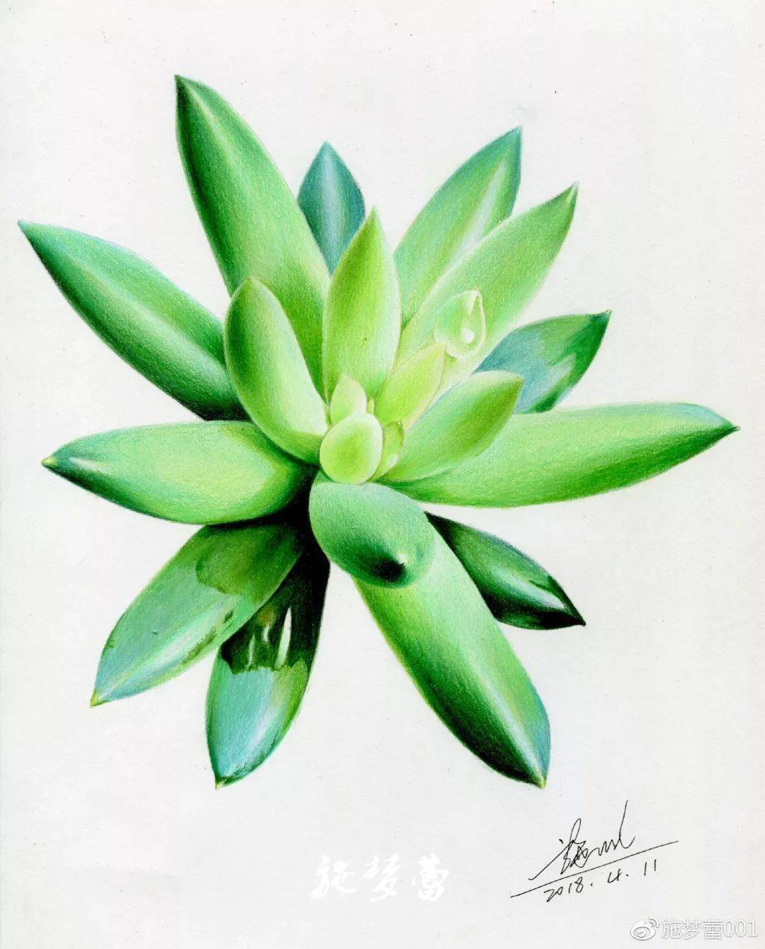 彩铅画入门植物教程 如何用彩铅画一株多肉?