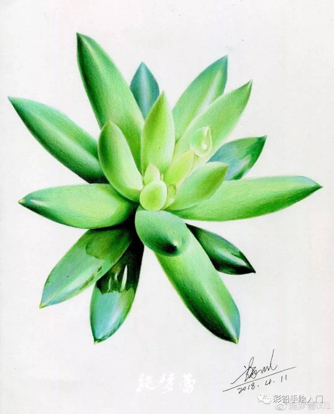 彩铅植物插图图片