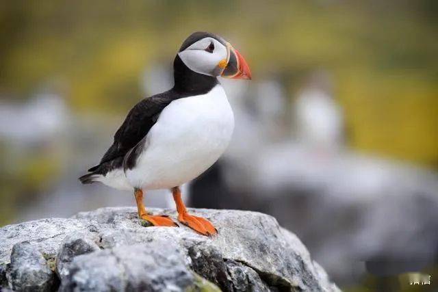 这时,它们会在悬崖边做窝,刚出生的小海鹦就会在海边悬崖上的洞穴里