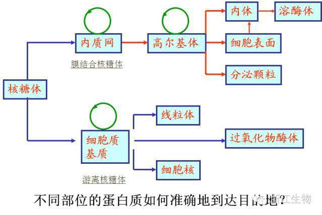 核糖体合成的蛋白质都分别去向哪里?如何运输?