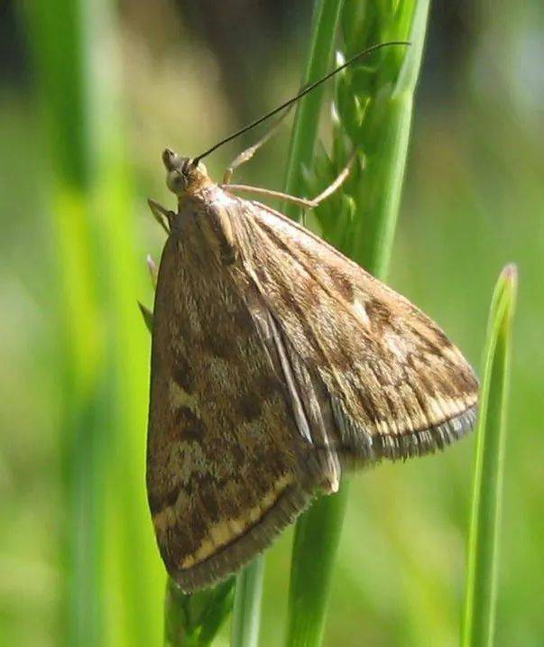 稻纵卷叶螟cnaphalocrocis medinalis,俗称刮青虫,白叶虫,小苞虫,为远