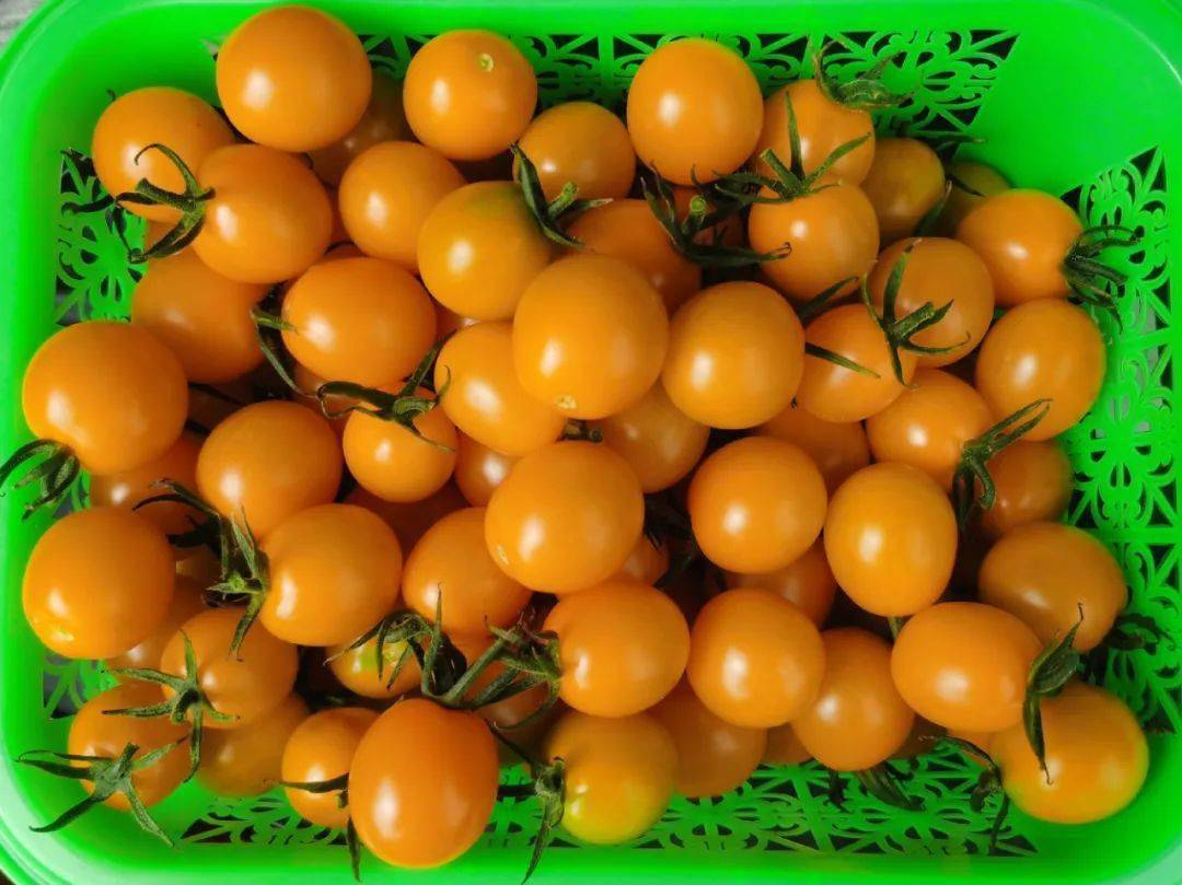 皇贵妃邀你来采摘大石人镇特色小番茄新鲜上市