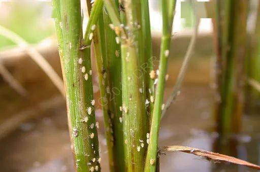 农田蜘蛛,黑肩绿盲蝽等是飞虱天敌,黑肩绿盲蝽吮食飞虱卵液,蜘蛛捕食