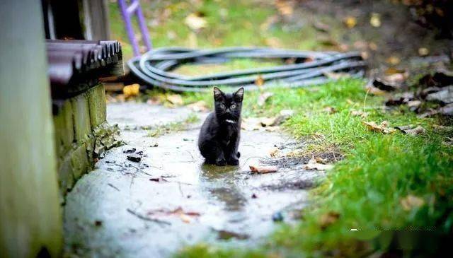 宠物救助领养:你知道吗?我们跟流浪猫的每一次见面,都是永别