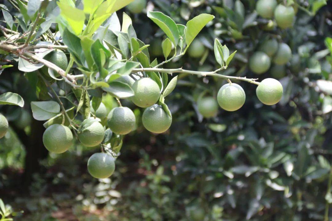 做到这几点,陈皮就能远离发霉变质!_手机搜狐网