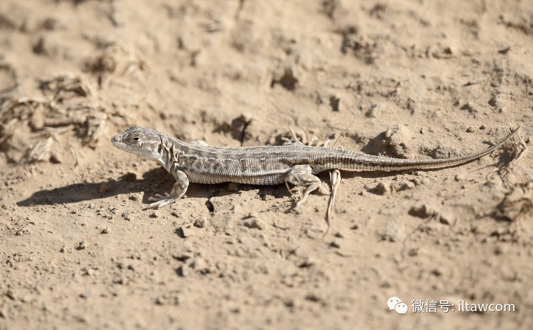物种图册敏麻蜥
