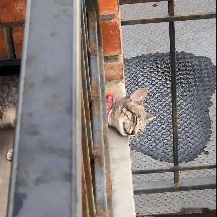 我只是在睡觉,又不是在卧轨.不要大惊小怪的