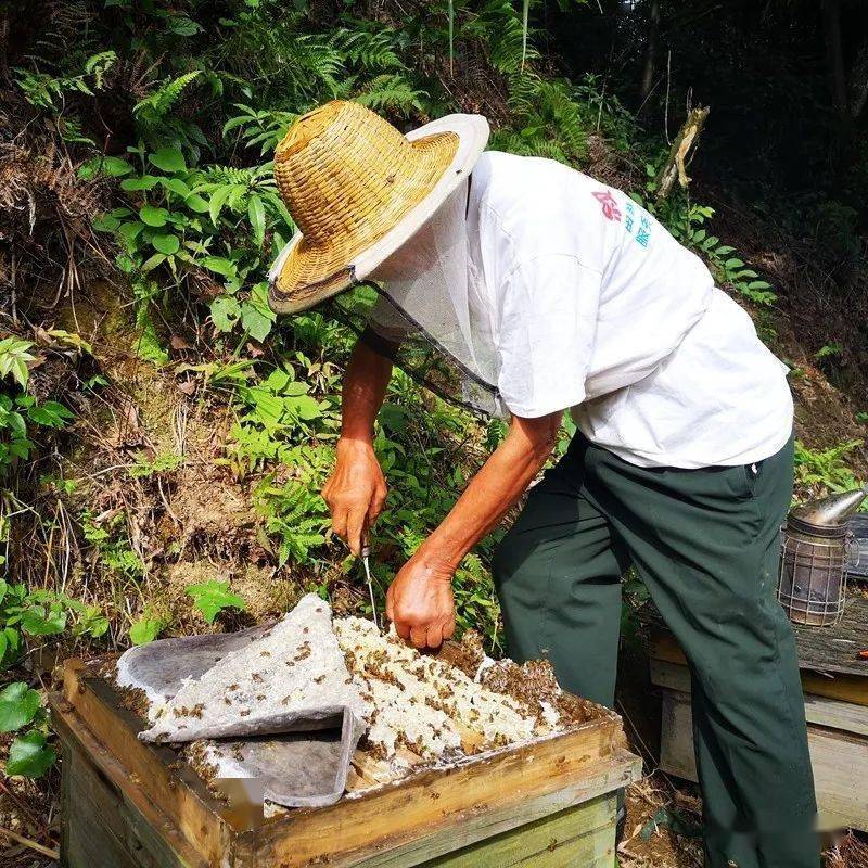 枧槽苗族乡观音桥村75岁养蜂人周朝兴正在收割蜂蜜,成群的蜜蜂嗡嗡