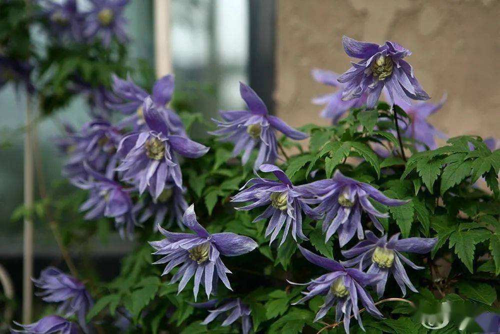 超耐寒的两个系列铁线莲,一个盛世美颜,一个不小心就开爆成花墙!